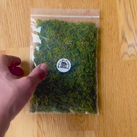Natural Dried Forest Moss – Perfect for Fairy Gardens & Miniature Creations