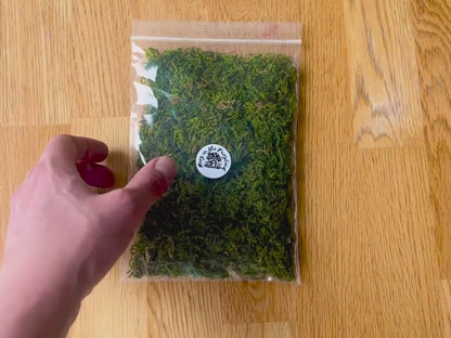 Natural Dried Forest Moss – Perfect for Fairy Gardens & Miniature Creations